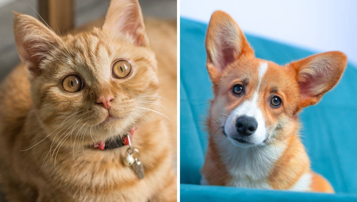 ¿Por qué los gatos no tienen olor como los perros?