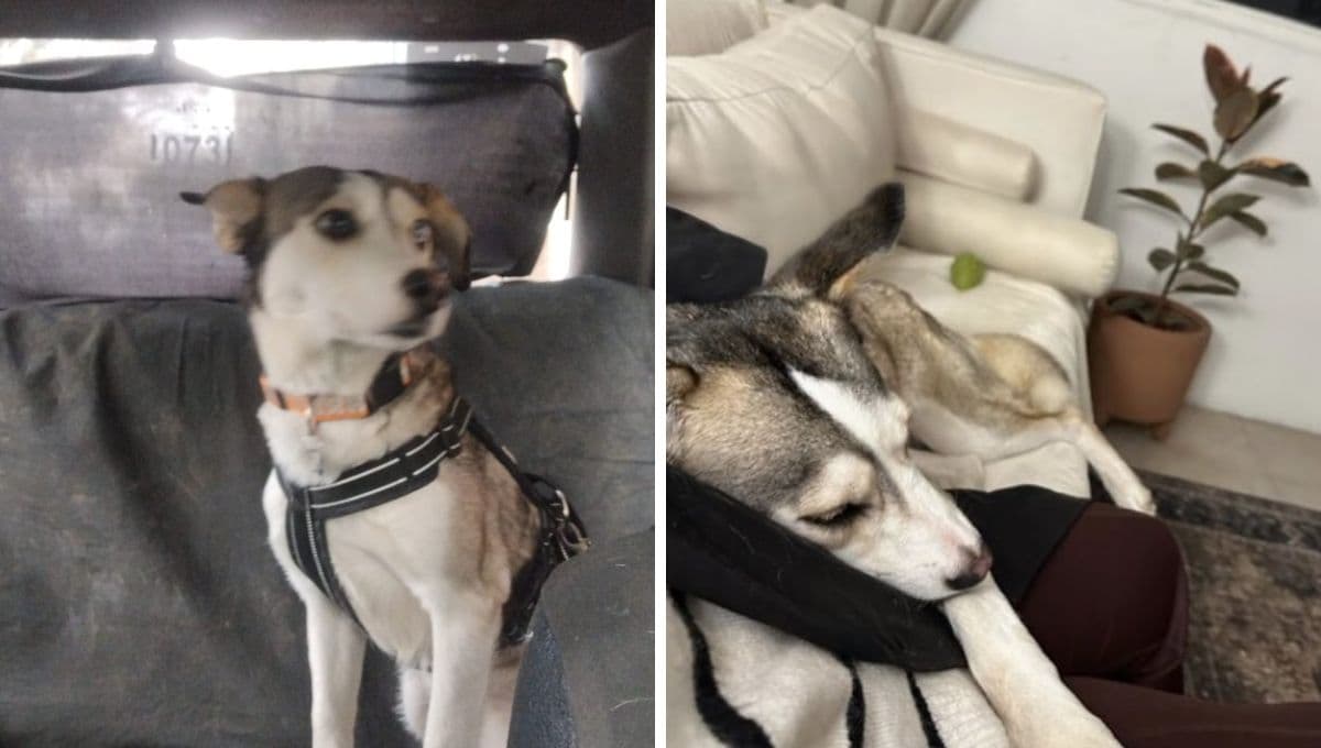 Influencer "adopta" perrita, la presume en fotos y luego la regresa al refugio