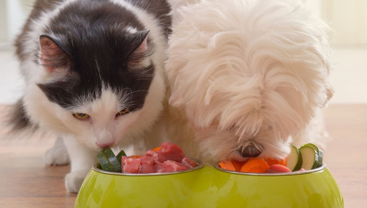 Alimentos que sí y no deberías darle a tus mascotas para no dañar su salud