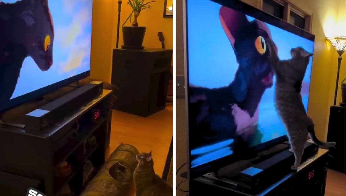 Gatito reacciona al ver ‘Flow’ e intenta rescatarlo del agua: VIDEO