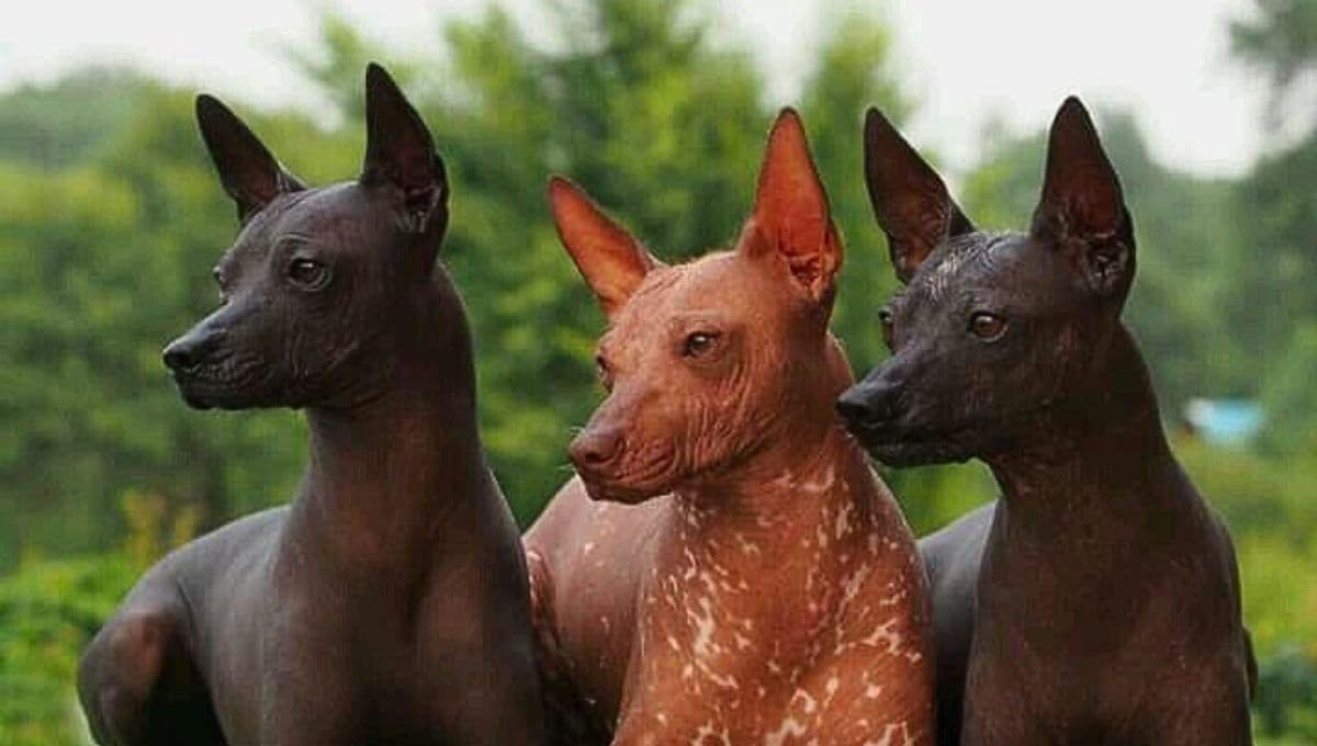 ¿Cómo quitarle los granos a un Xoloitzcuintle?