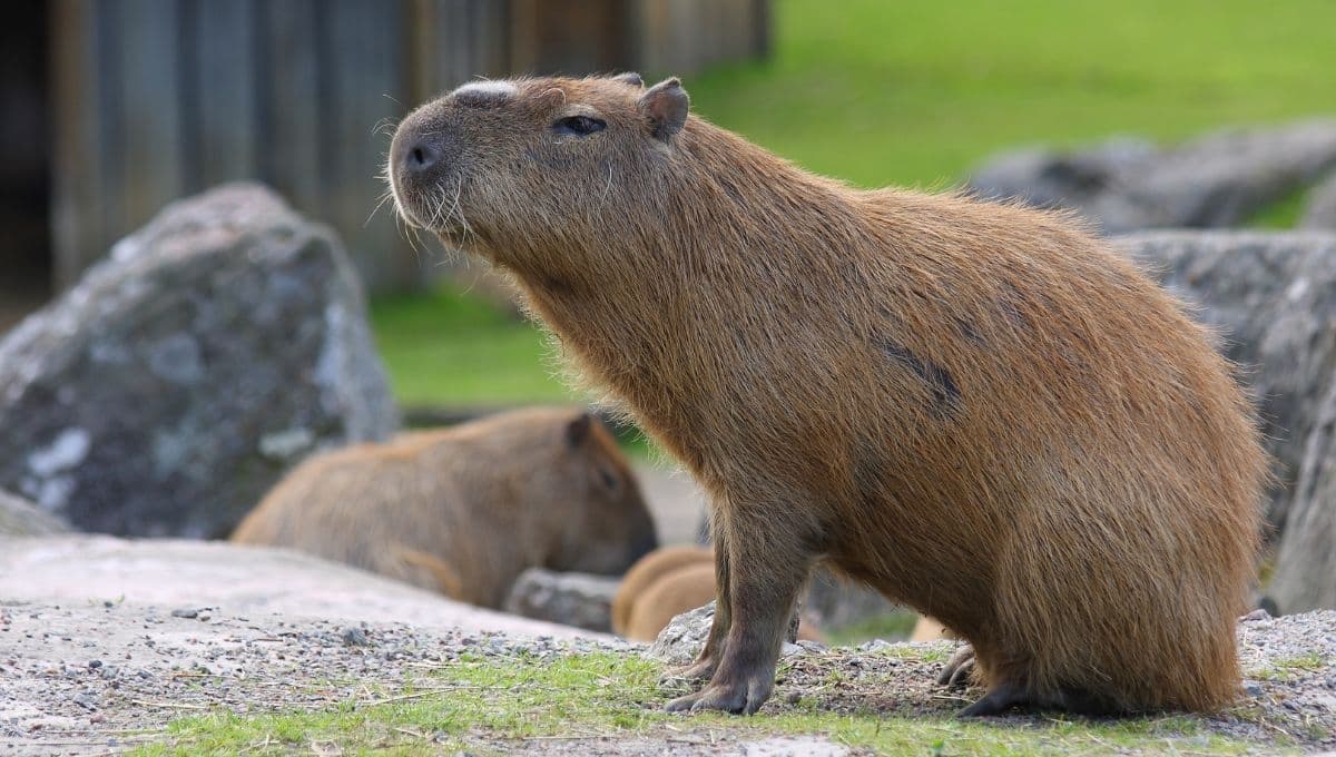 Conoce los únicos 3 zoológicos con capibaras en México