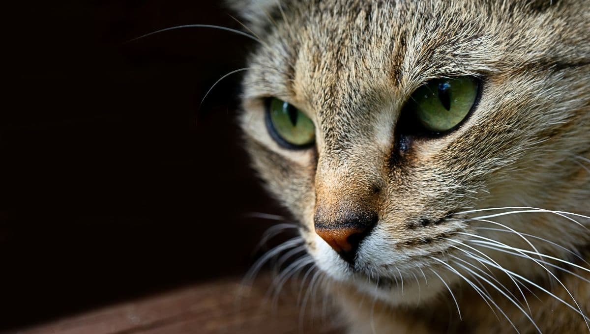 ¿Cuánto tiempo guarda rencor un gato?