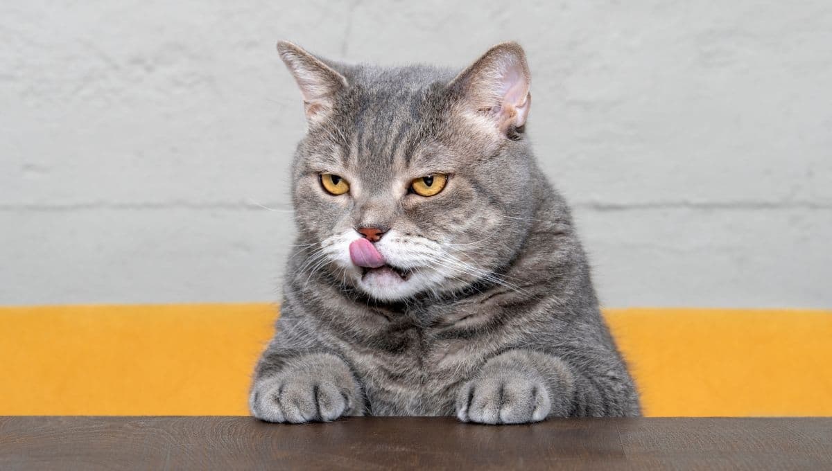 ¿Por qué mi gato me muerde cuando tiene hambre?