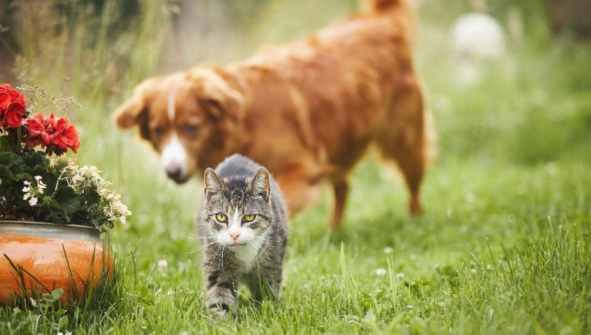 ¿Cómo hacer que un gato y un perro se lleven bien?