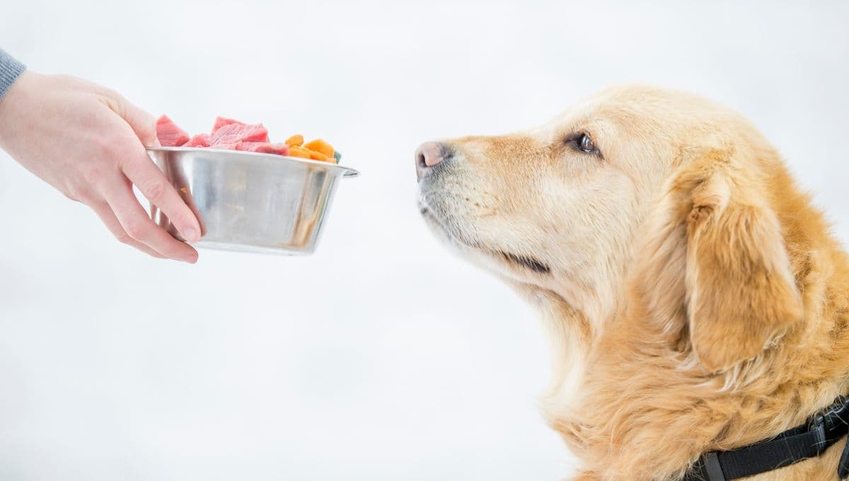 Recetas para hacer comida casera para perros con problemas gastrointestinales