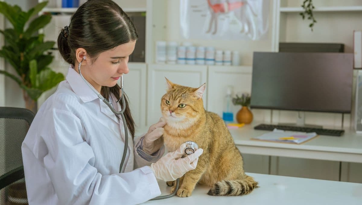 ¡Ten cuidado! alertan que gatos podrían contagiarse de gripe aviar