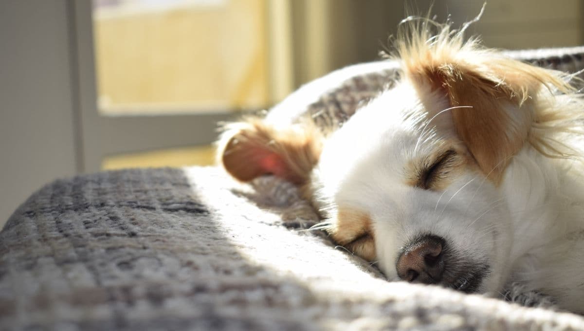 Estudio asegura que los perros también se desvelan por pensar en sus problemas