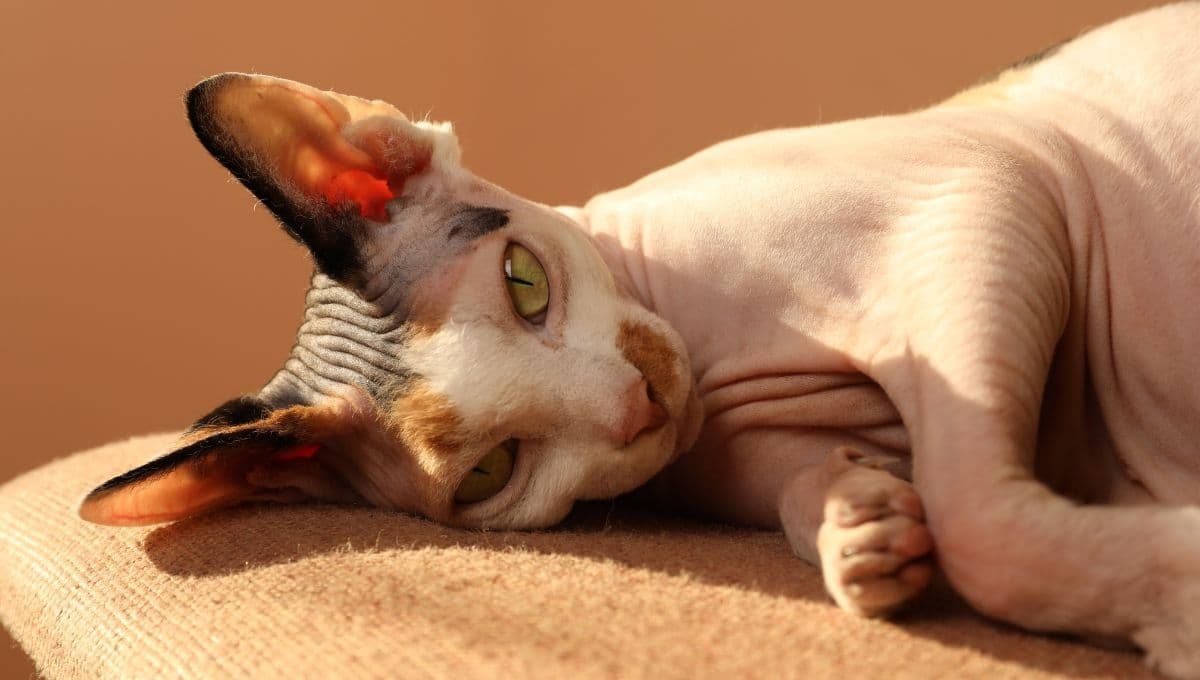 ¿Qué tipo de raza de gato no deberías tener en casa y por qué?