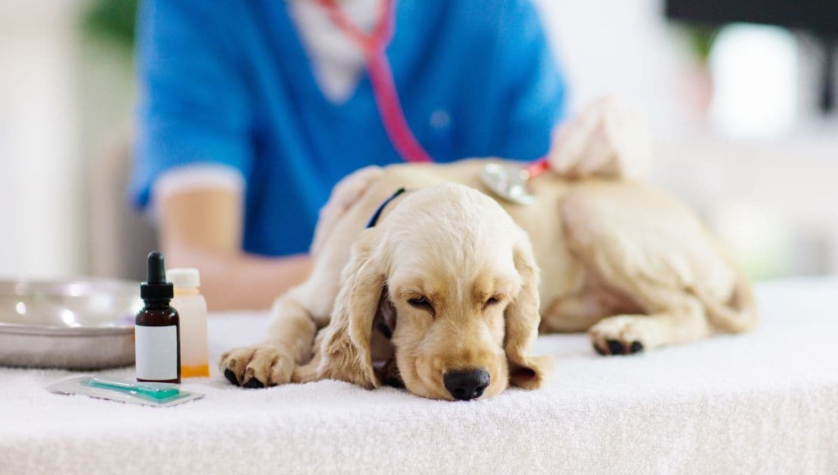 ¿Dónde queda UMAANQ? precios y servicios de la clínica para mascotas