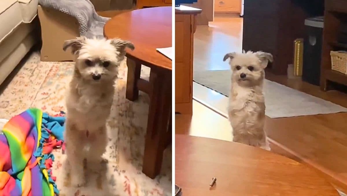 VIDEO: perrito pierde sus patitas delanteras pero aprende a caminar con 2 patas