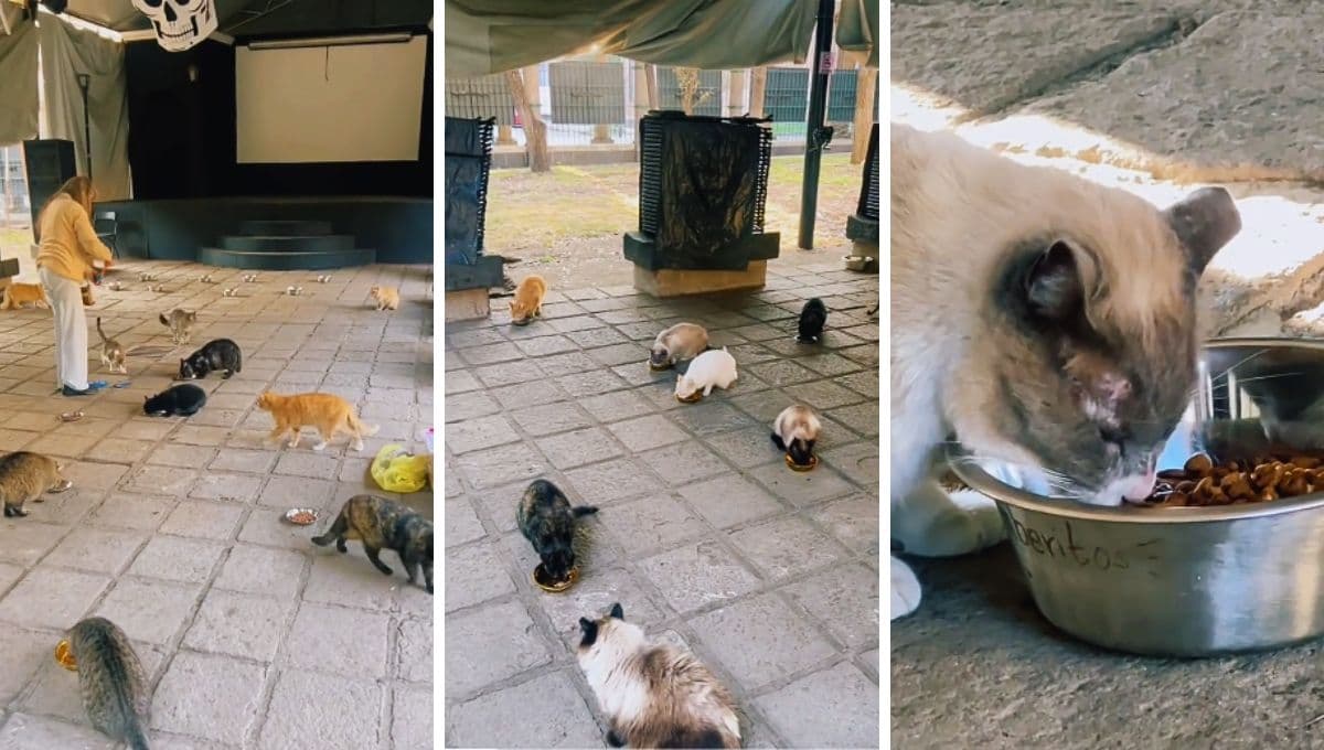 Catacumberitos realizan michifest para rescatar a los gatitos abandonados del Panteón San Fernando