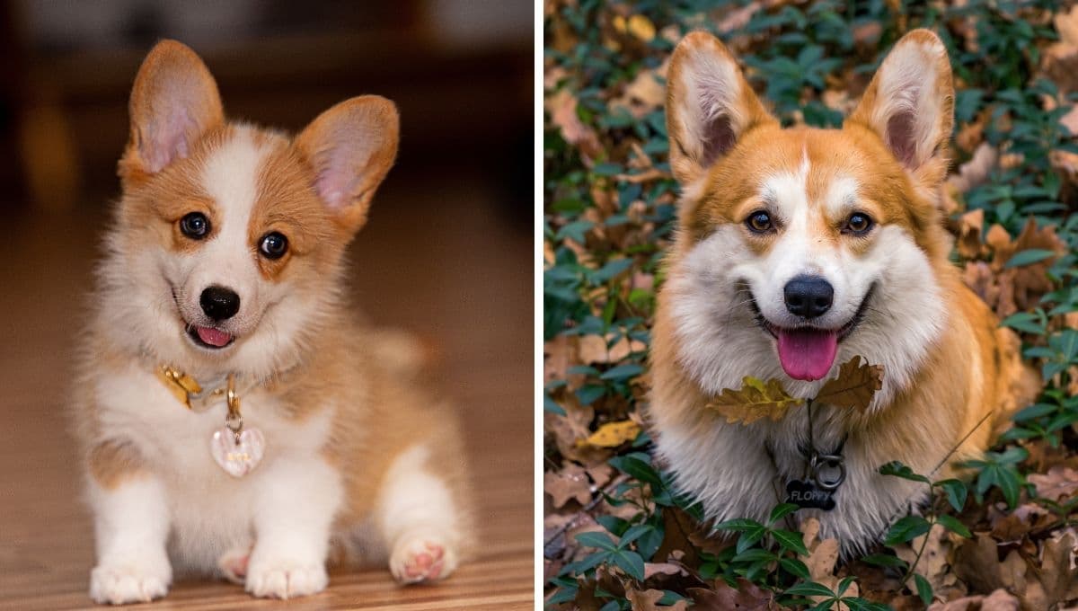 ¿Cachorro o adulto? El tipo de croquetas que debes dar a tu perro según su edad
