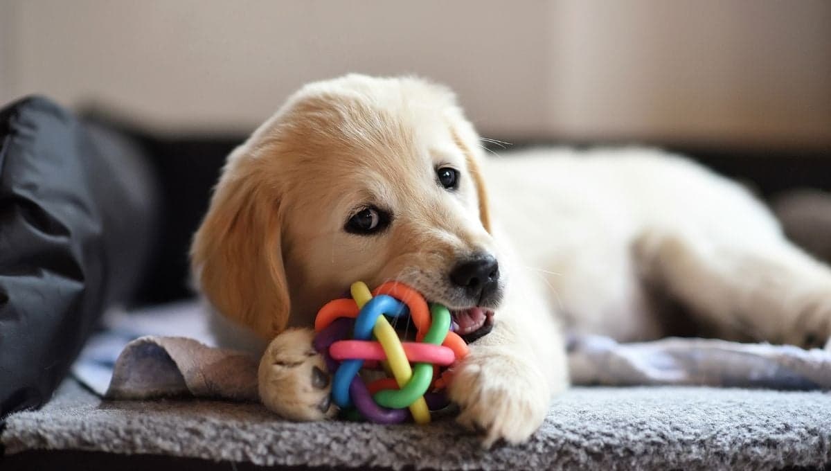 ¿Cómo hacer para que mi perro no muerda cuando juega?