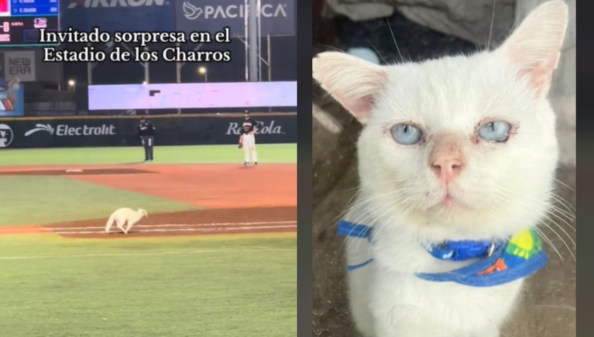 Charro, el gato herido que rescataron en un partido de Béisbol, hoy tiene una nueva vida llena de amor y salud