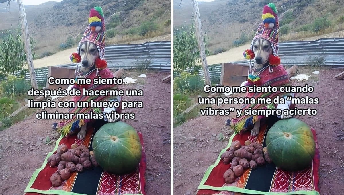 ¿Cuál es el origen del meme del perro pachamama, el trend de Tiktok?