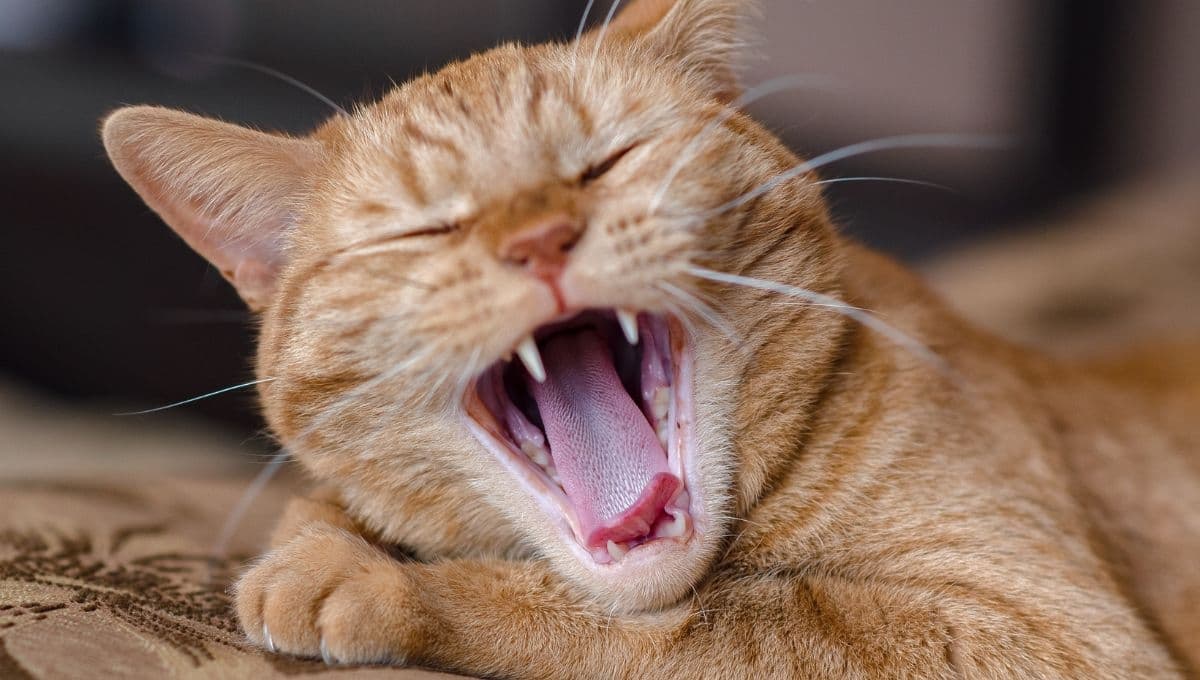 Mi gato perdió sus dientes ¿qué hago?
