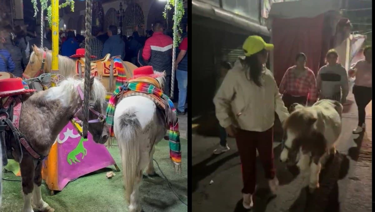 Tras años de vivir atados a un carrusel, rescatan a 4 ponys para que tengan una vida digna