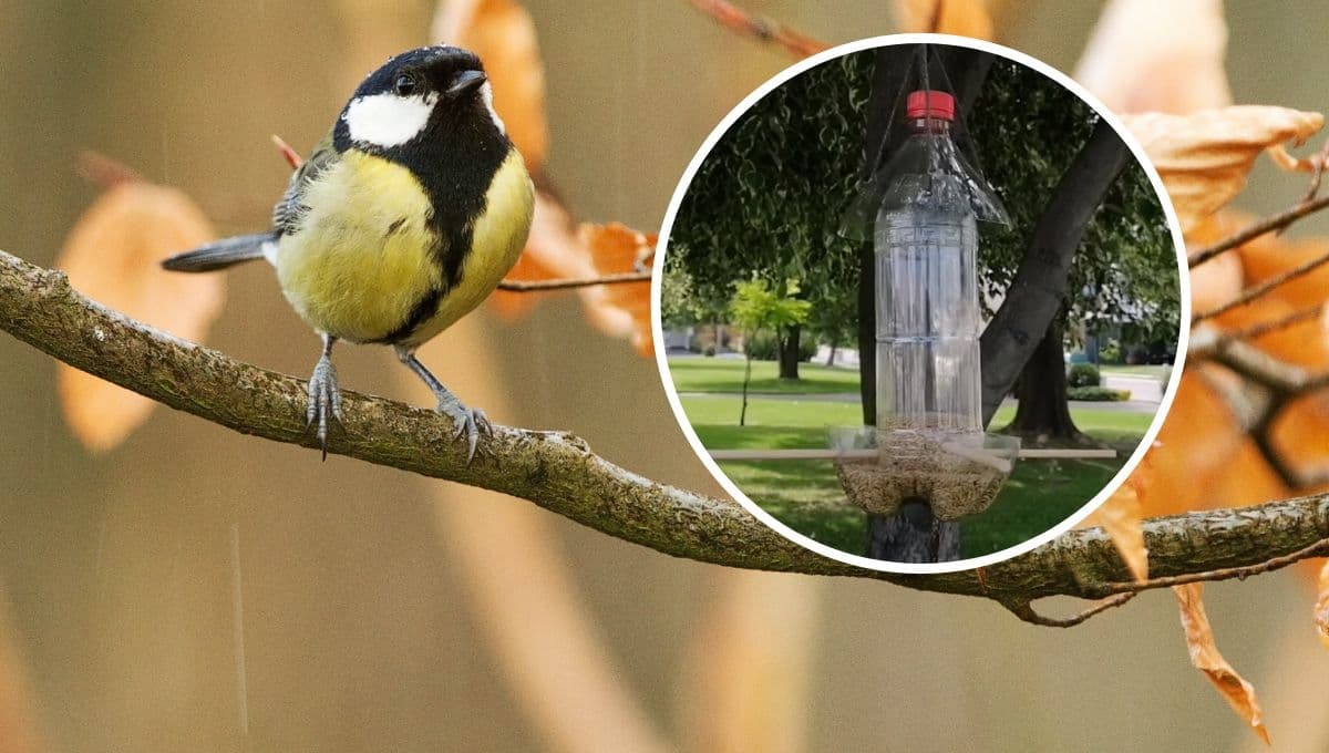 ¿Cómo hacer un comedero para aves casero con botellas de plástico?