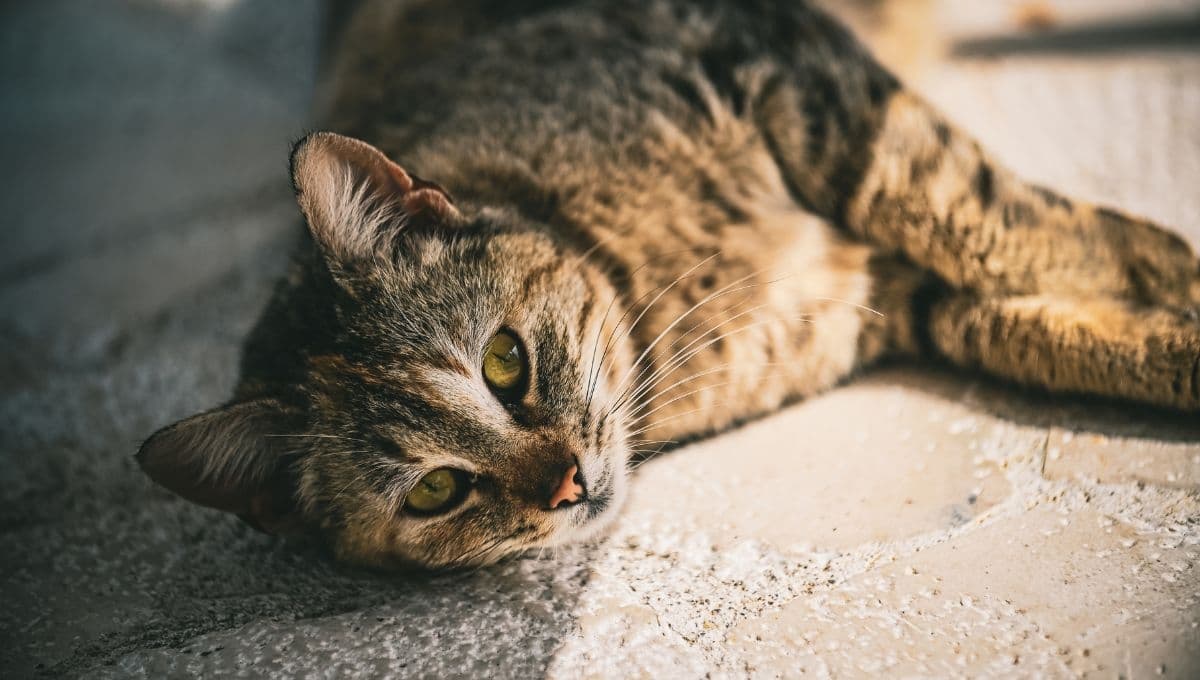 A mi gato le salió una bolita en el cuello ¿debo preocuparme?