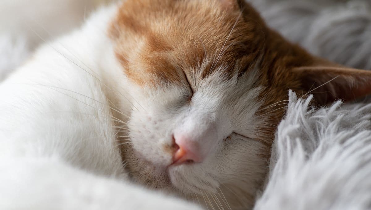 ¿Es normal que mi gato ronque? Lo que debes saber sobre la salud de tu felino