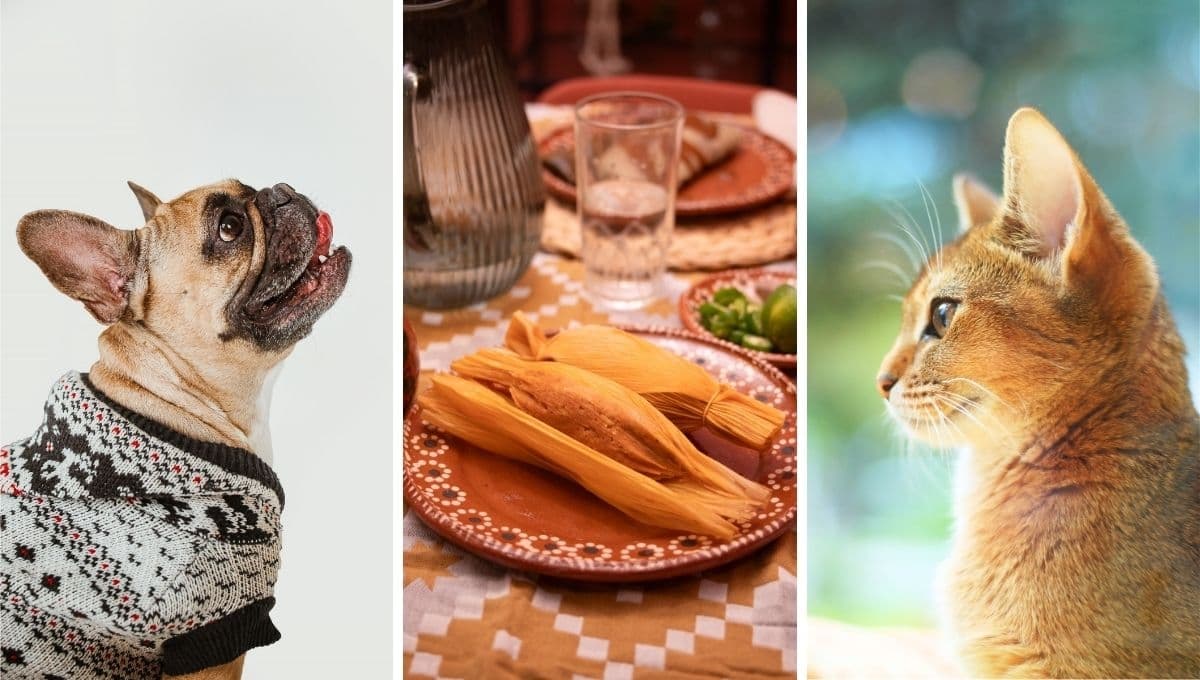 Festeja el Día de la Candelaria con tus perros y gatos con esta receta de tamales
