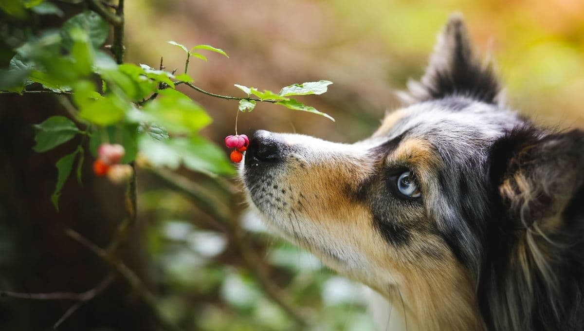 La planta que puede poner en problemas a tu perro, es tóxica y muchos la tienen