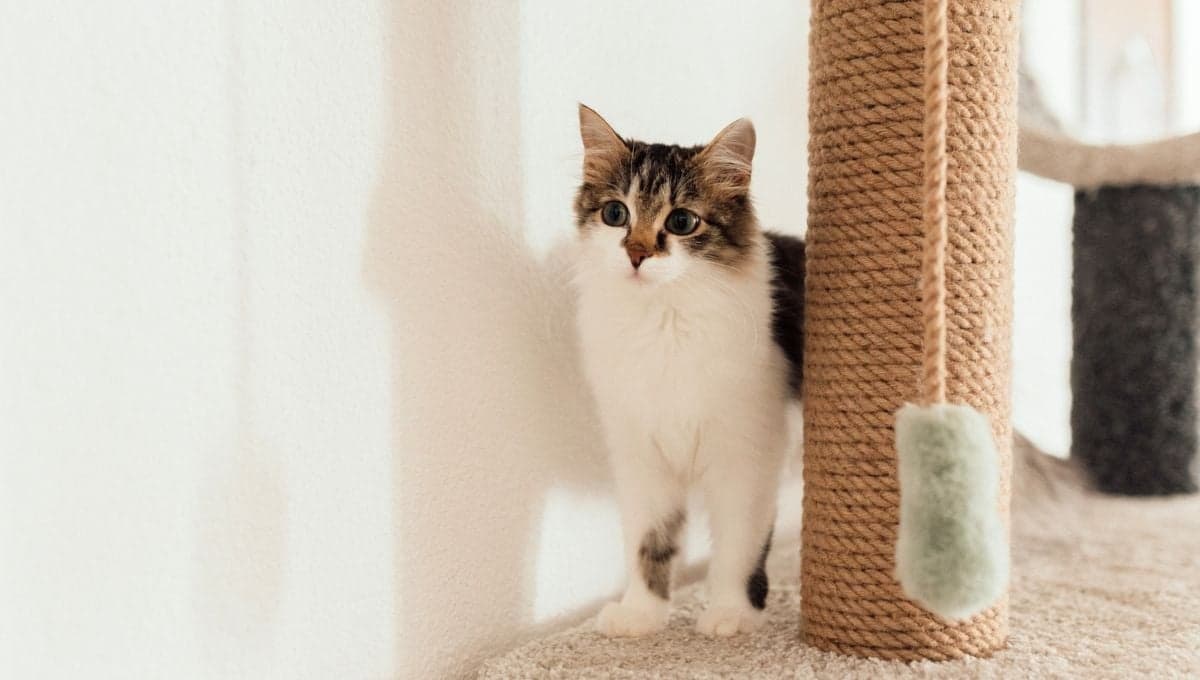 Cómo hacer un rascador para gato en un departamento pequeño