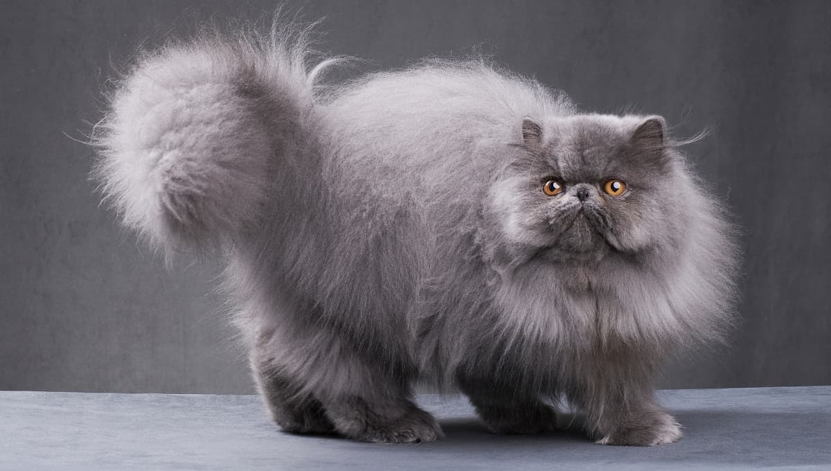 ¿Cómo bañar a un gato persa? Consejos para mantenerlo limpio