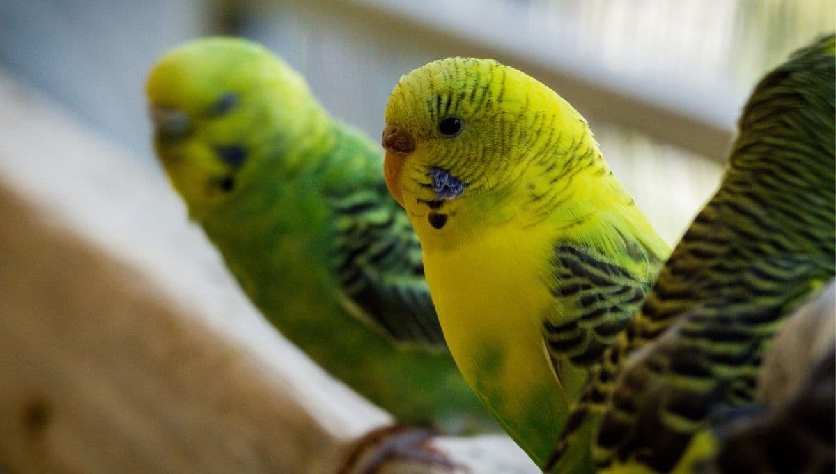 ¿Qué se le puede dar de comer a los pericos bebés?