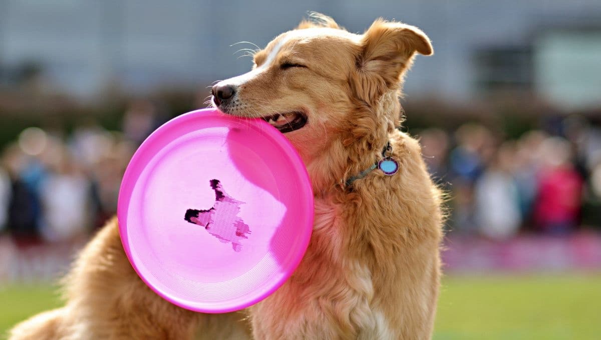 ¿Cómo estimular a mi perro para que no se aburra?