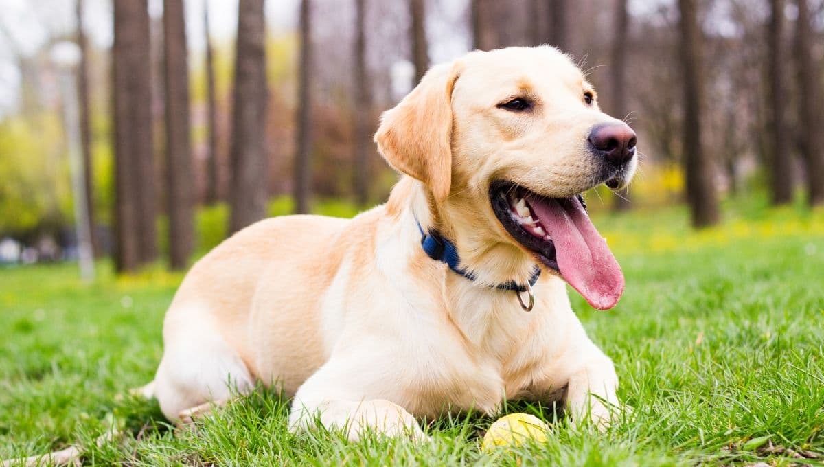 ¿Quieres un perro labrador? Estas son las ventajas y desventajas de esta raza