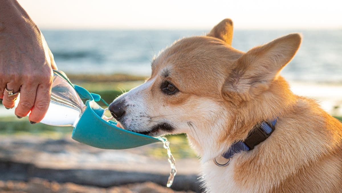 ¿Cómo se le debe dar agua a los perros?