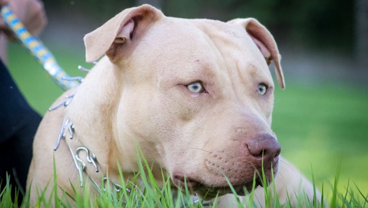 ¿Cómo cuidar las patas y almohadillas de mi perro pitbull?