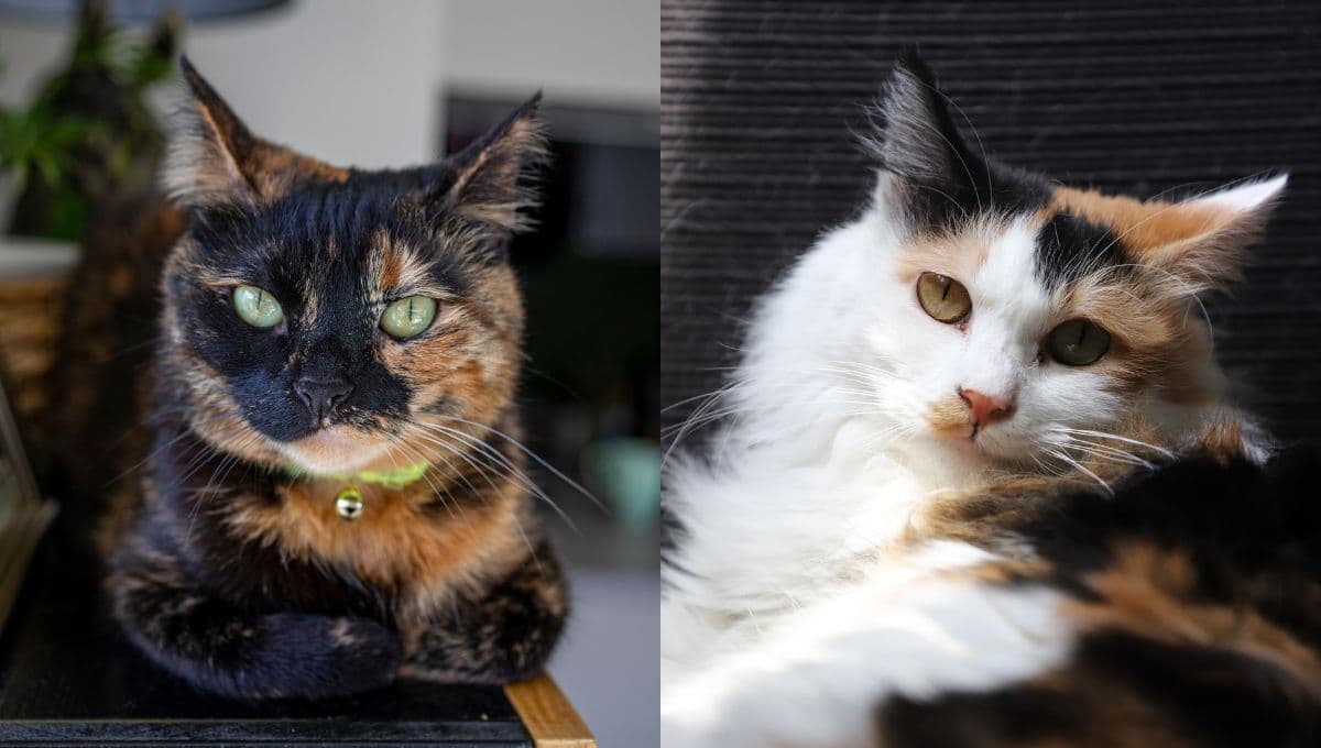¿Cuáles son las diferencias entre los gatos cálicos y carey?
