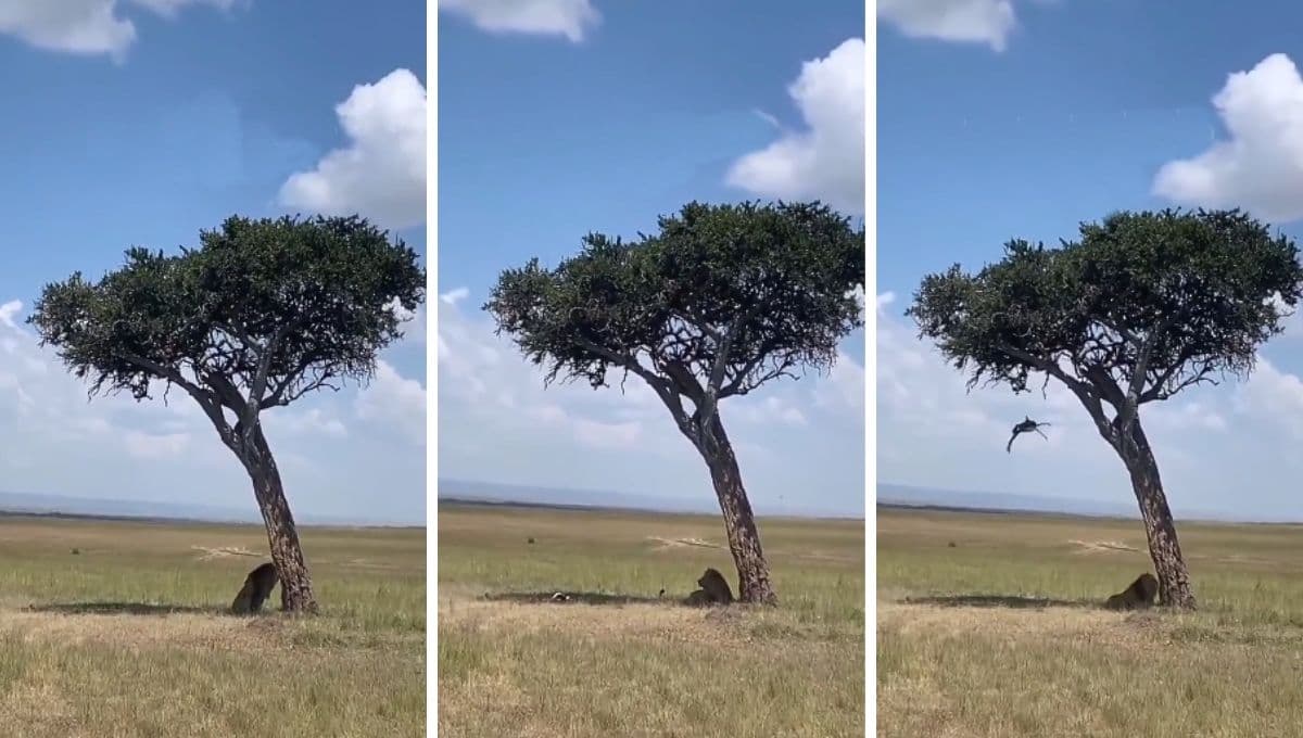 León se echa para tomar la sombra y su comida ‘le cae del cielo’ | VIDEO