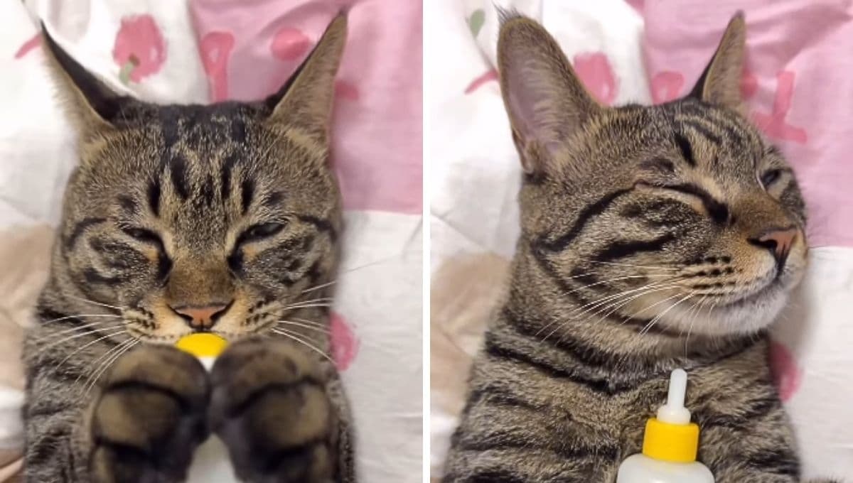 VIDEO: gato adulto toma biberón como un bebé y es lo más adorable qué verás hoy