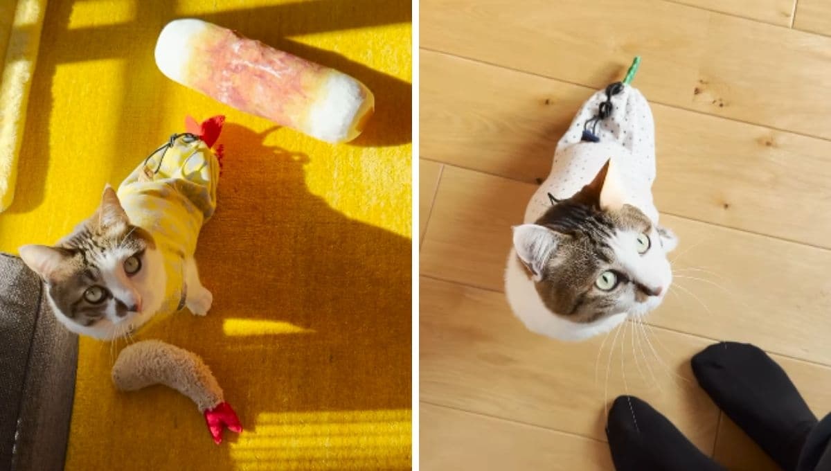 Ace, el gatito japonés ‘terreneitor’ que solo tiene dos patas pero que robará tu corazón