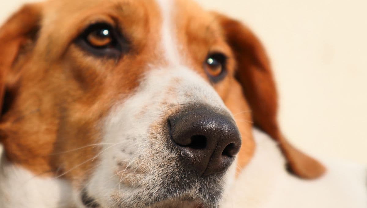 ¿Tu mascota huele tus partes íntimas? Así es como puedes evitarlo