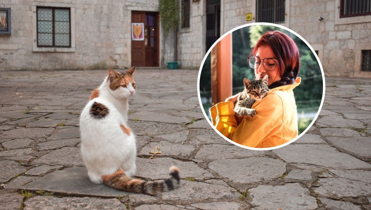 ¿Qué significa cuando un gato se aleja de su dueño?