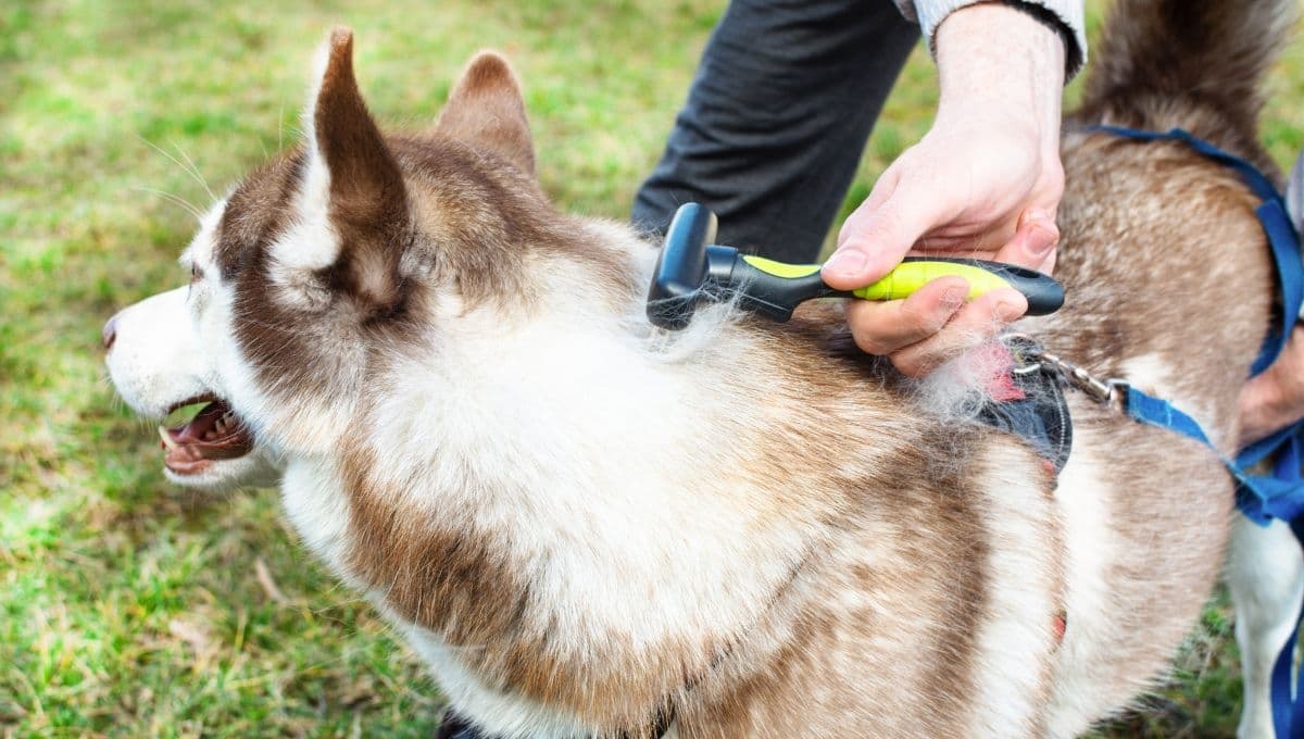 Esta es la forma correcta para cepillar a tu husky sin lastimarlo