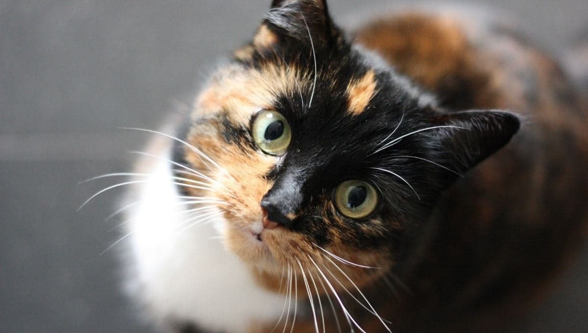 Estudio revela que tanto logran entendernos los gatos, ¿comprenden lo que les dices?