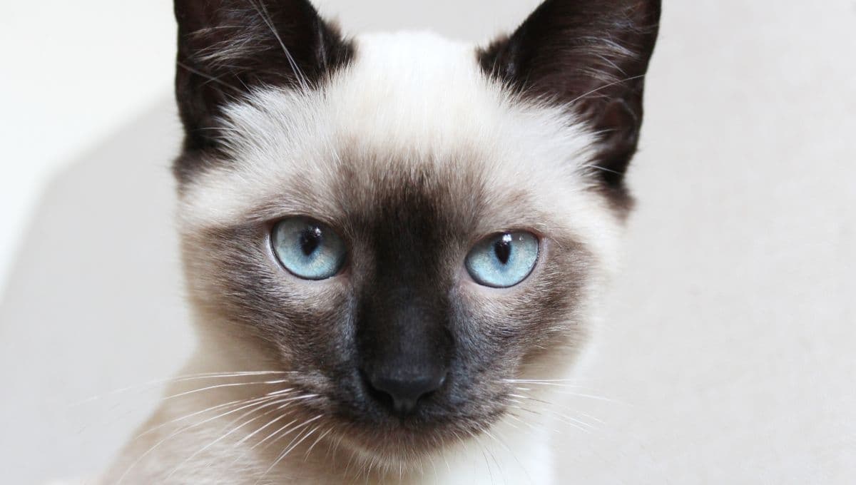 ¿Qué puedo hacer para que mi gato baje de peso?