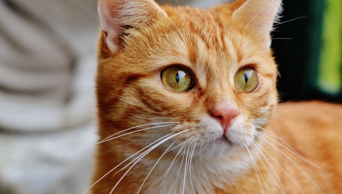 ¿Qué significa que mi gato haga popo dura?