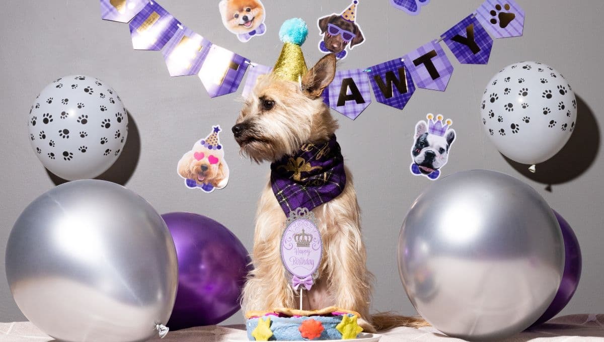 ¿Qué hacerle a mi perro en su cumpleaños? 3 ideas para que se divierta