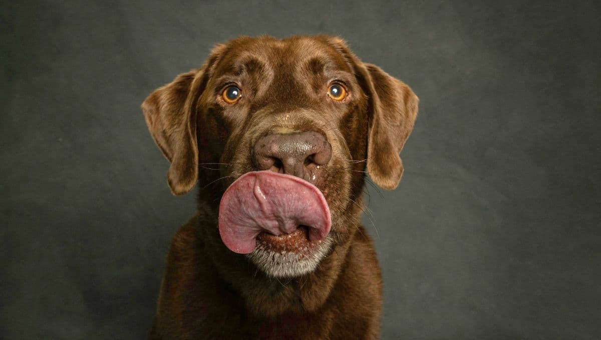 ¿Cuánto tiempo tarda en hacer efecto el chocolate a los perros?