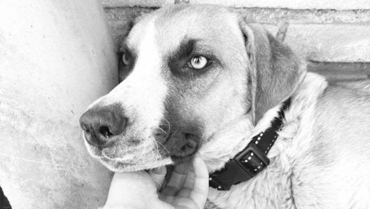Muere de tristeza la perrita Chichi, a quien le mataron a sus cachorritos