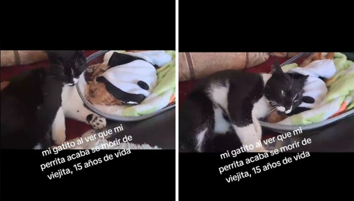 Gatito ve morir a su amiga perrita y desesperado, busca despertarla