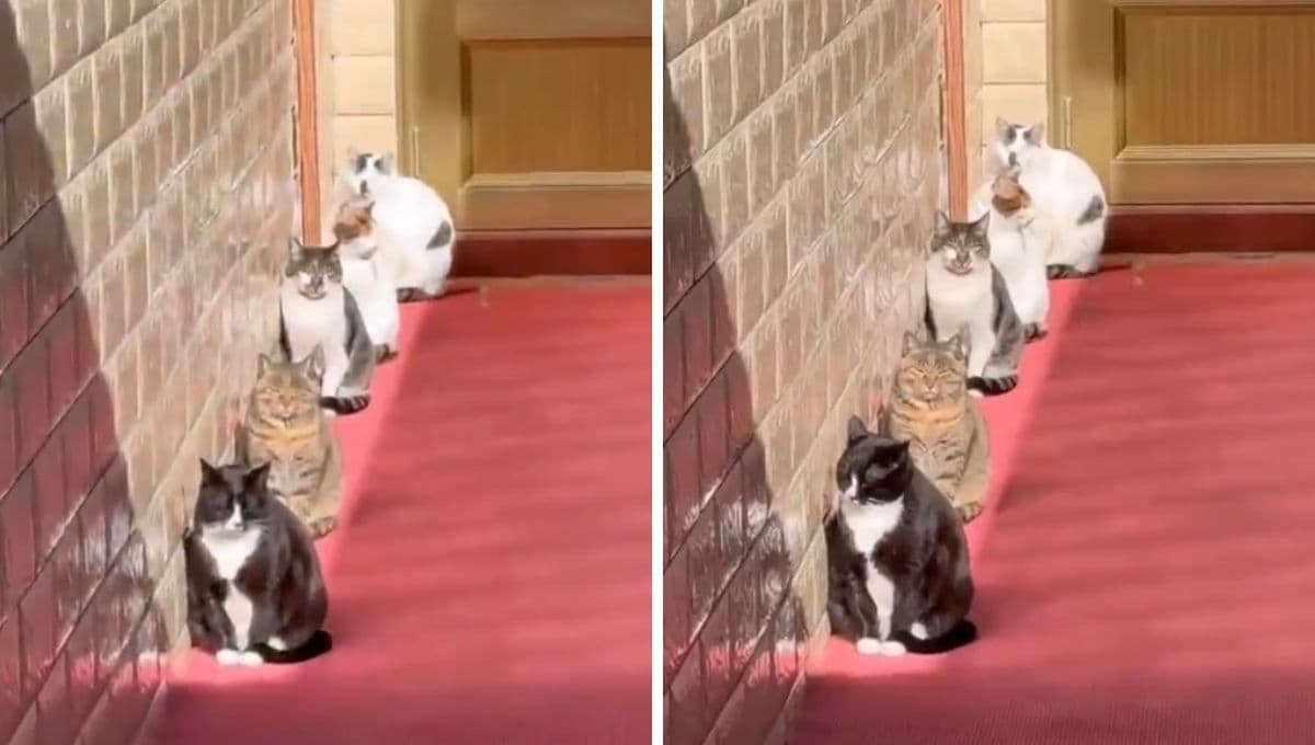 Gatitos se alinean para tomar el sol: por esta razón es tan importante para ellos