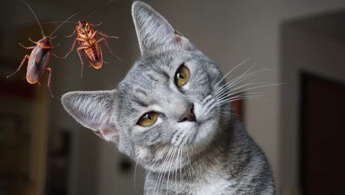 ¿Qué le pasa a mi gato si come cucarachas?